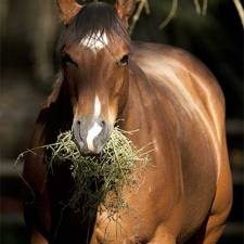 Adopting a Wild or Feral Mustang?