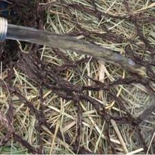 Beyond Dust Reduction: Soaking Hay Improves Lung Function in Asthmatic Horses 