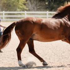 New Tool Recognizes Pain in Horses with Osteoarthritis